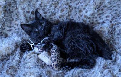 American Bobtail, Kitten, for sale, male, black,