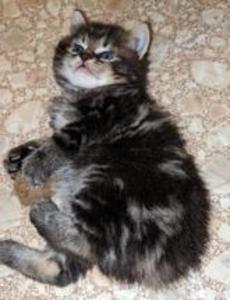 American Bobtail, Classic, Tabby, Male, kitten, for sale,