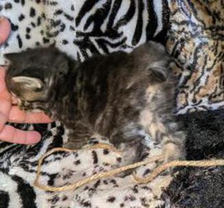 American Bobtail, Classic Tabby, Female, Kitten, for sale, northeast alabama, ne alabama, southesast usa, 
