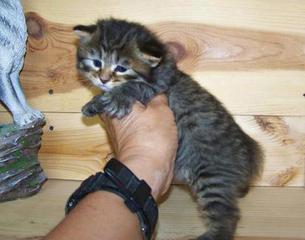 American Bobtail Kitten for sale  mackerel tabby boy
