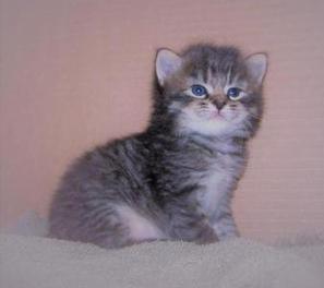American Bobtail Kitten for sale mackerel tabby girl