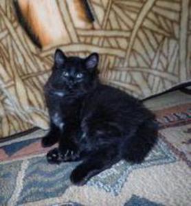 American Bobtail, Black, Male, Kitten for sale, Medium Long Coat,