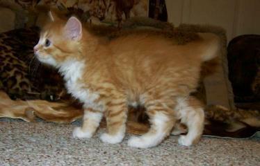 Red Spotted Tabby and white American Bobtail