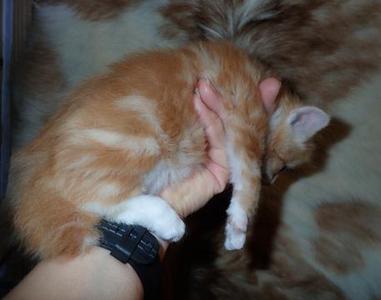 Red Classic Marble Tabby American Bobtail Kitten for sale, Medium Long Coat, 