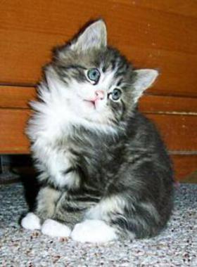 medium long coat kitten for sale