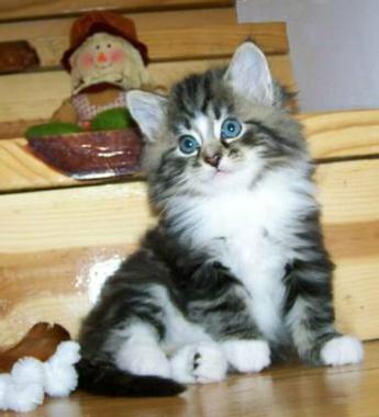 medium long coat kitten for sale black silver white socks and ruff big eyes long tail