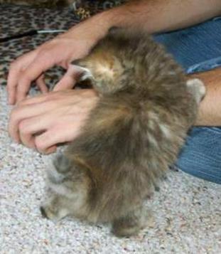 American Bobtail kitten medium long tail