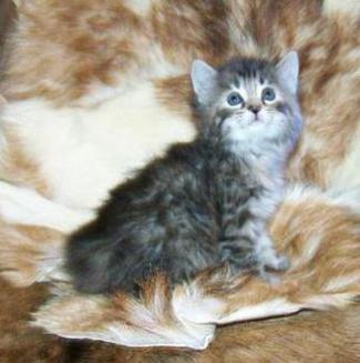 American Bobtail kitten for sale female torbie tortie tabby baby