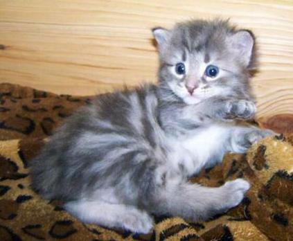 American bobtail kitten 3 weeks old female classic marble tabby girl
