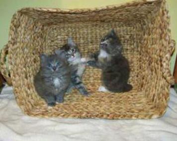 American Bobtail kittens