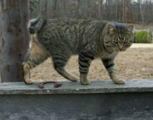 American Bobtail king stud cat spotted tabby male