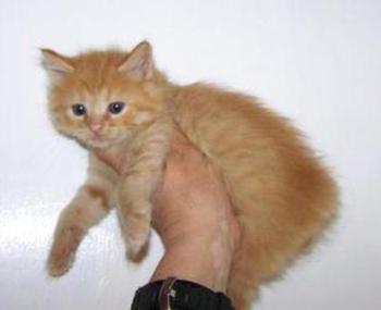 Red Tabby American Bobtail Kitten for Sale