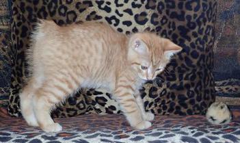 Red Tabby, Male, American Bobtail, Kitten for sale, Riser tail,