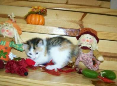 American Bobtail calico kitten for sale female christmas toys stuffed animals