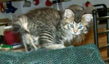 American Bobtail kitten long haired "Jazzmyn" Future Queen at Cherokee Mountain Bobtails