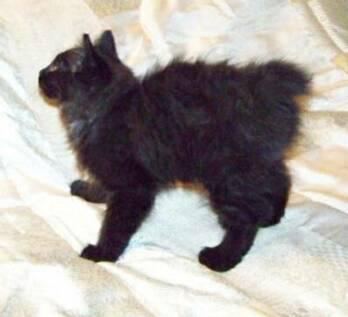 American Bobtail Black Kitten
