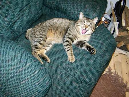 American bobtail cat laughing