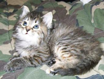 Female Kitten Patched Tortie Tabby Torbie
