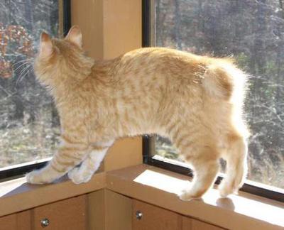 American Bobtail Kitten Red Spotted Tabby Male 4 months old