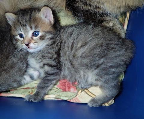 American Bobtail, Kitten, For Sale, Tabby, Male