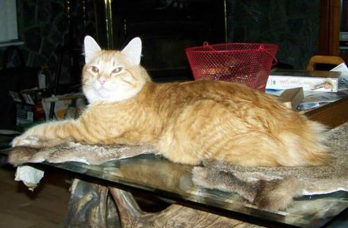 American Bobtail King Stud Cat at Cherokee Mountain Bobtails Red Spotted Tabby