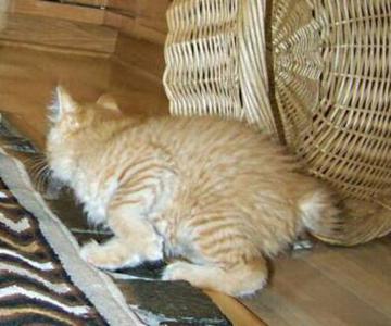 American Bobtail Kitten Red Spotted Tabby Male King at Cherokee Mountain Bobtails