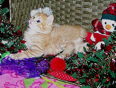 red tabby american bobtail boy christmas toys xmas background kitten for sale