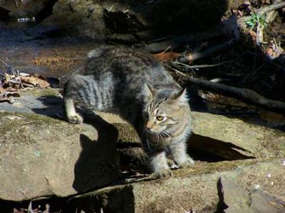 American Bobtail kitten spotted tabby male "Wiley" at Cherokee Mountain Bobtails