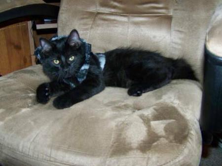 American Bobtail Kitten for sale Black Medium Long Coat Male